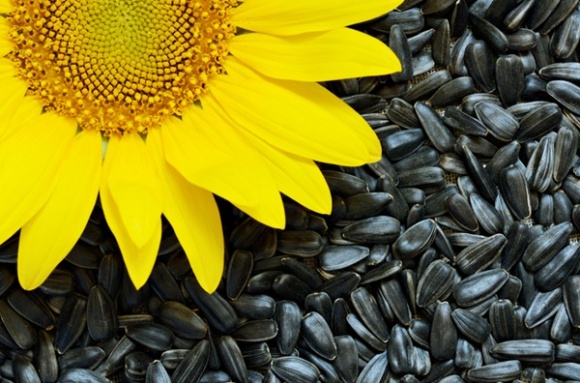 Чому слід купувати якісне насіння соняшнику на посів
